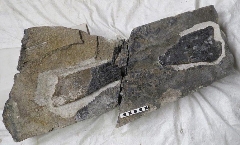 A large fossilied dinosaur bone laid on a white sheet
