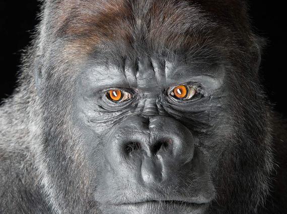 A taxidermy specimen of a Western Lowland Gorilla. The specimen is looking directly at the camera and is in frame from the shoulders up.