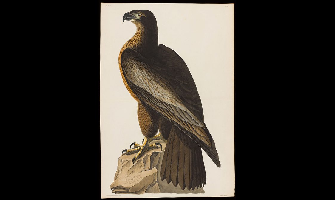 Detailed illustration of a great American eagle with brown feathers standing on a rock.