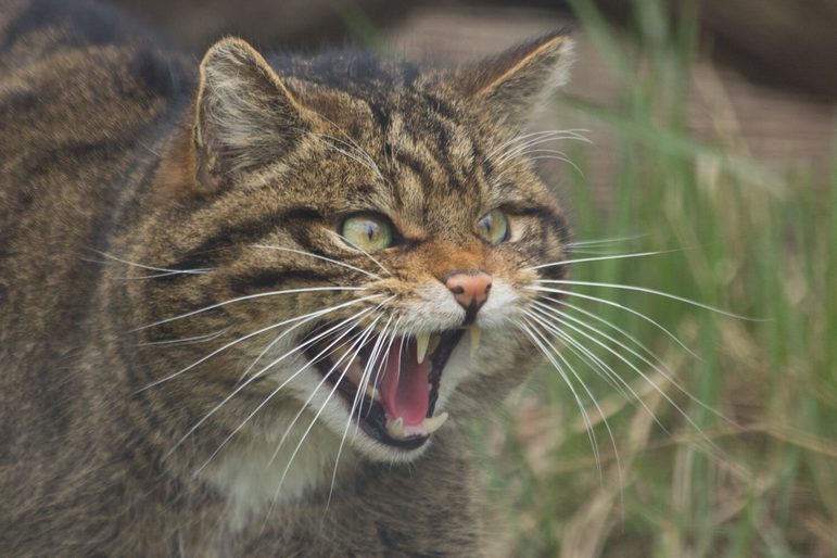 A brown and striped wildcat hissing.