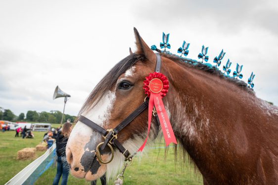 A horse adorned with a personalized rosette.