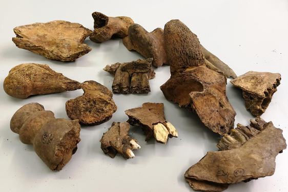 Bone fragments of cattle lying on a white table.