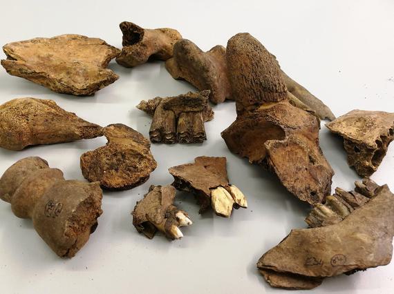 Bone fragments of cattle lying on a white table.