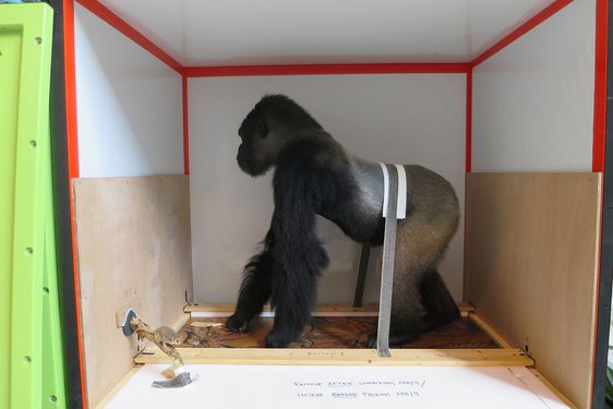 A taxidermy model of an ape strapped in to a travel crate.