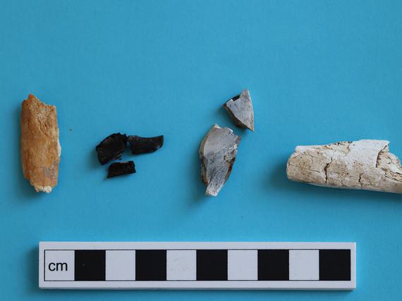 Fragments of bone lying on a blue table next to a measuring ruler for scale.