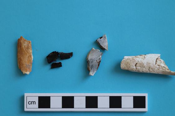 Fragments of bone lying on a blue table next to a measuring ruler for scale.