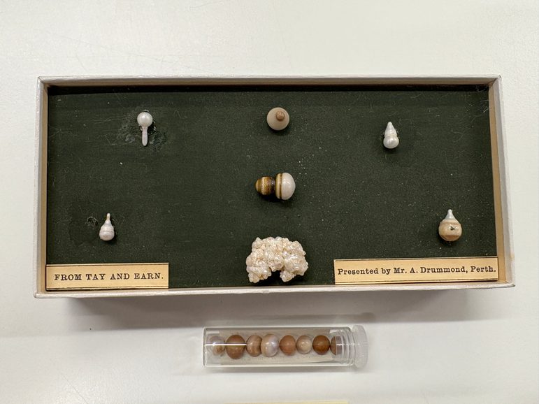 Rectangular box with various specimens of imperfect pearls with variations of colour and size.