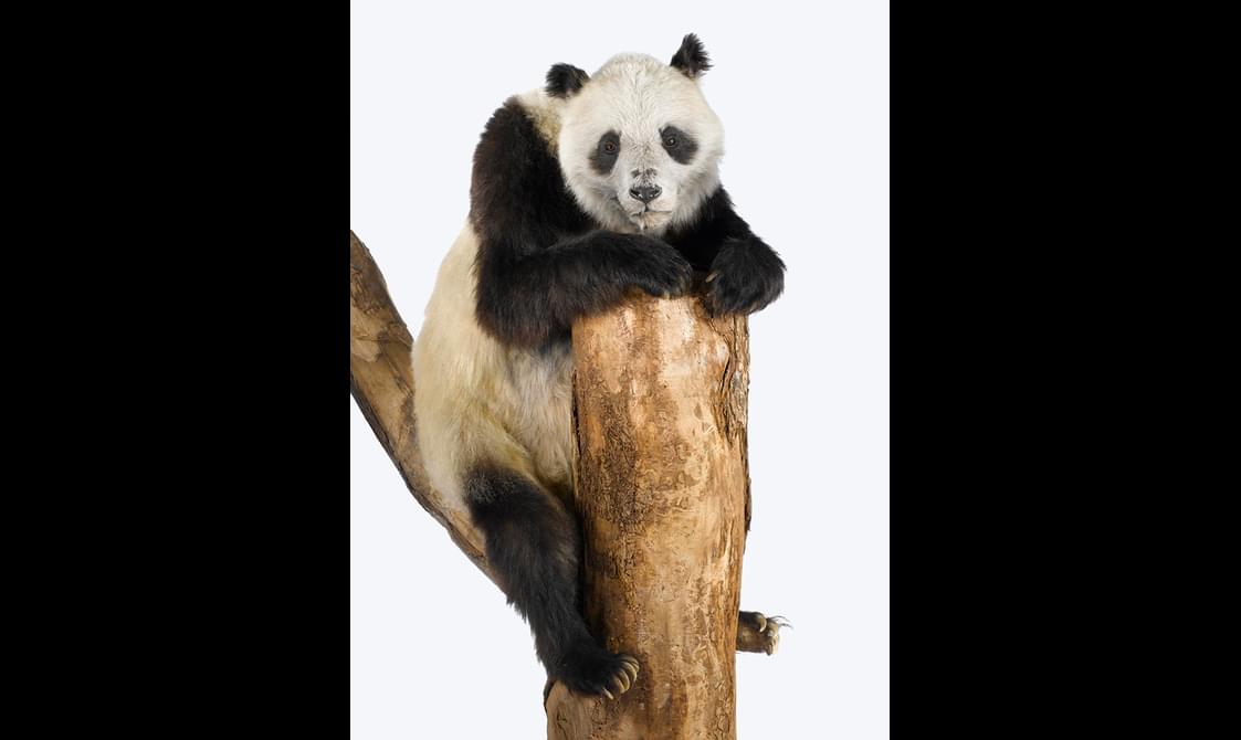 Taxidermy specimen of a panda perching on a tree branch