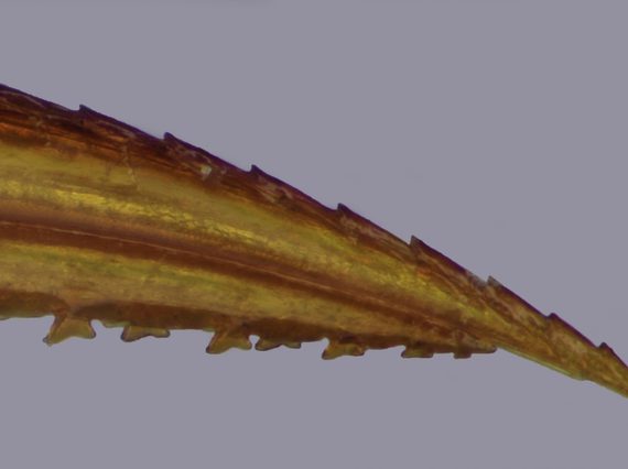 Close-up of a brown and yellow saw-like piece of a sawfly.