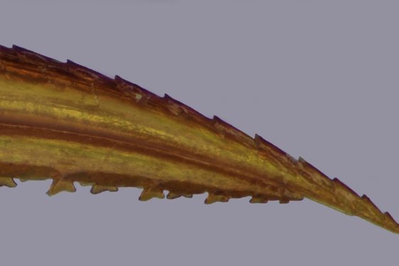 Close-up of a brown and yellow saw-like piece of a sawfly.