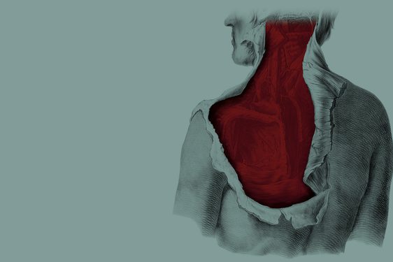 Anatomical drawing of the top half of a human from the back with skin partially pulled away to reveal muscle and veins underneath.