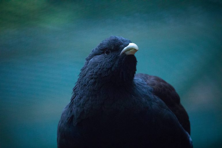 A black bird with a small pale beak sitting, looking to the right.
