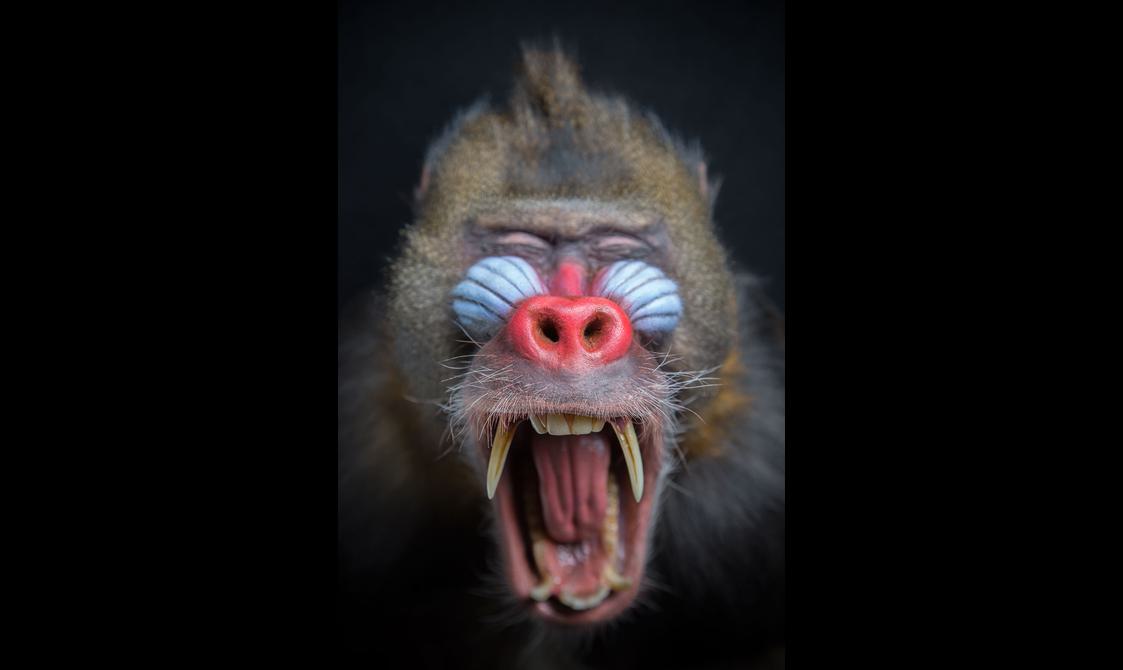 A posed taxidermy specimen of a Mandrill. It has a distinctly coloured face with blue cheeks, a red nose, and sharp fangs. It is posed in a way that makes it look as if it is shouting.