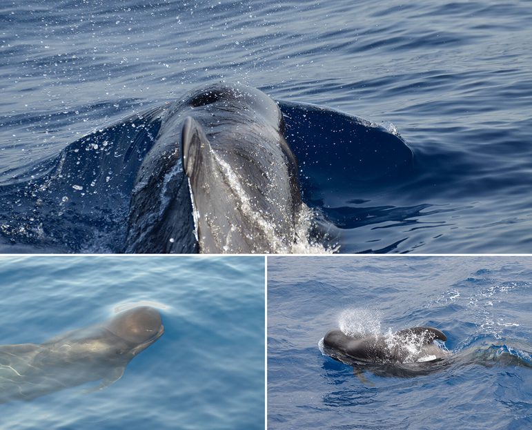 3 images of the top fins of pilot whales in the water from above.