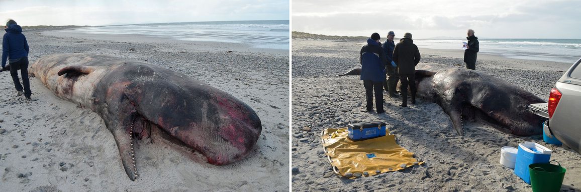Two photos of a dead adult sperm whale on a beach. The second photo shows a group of people standing around the whale and the tail end of a truck to the right.