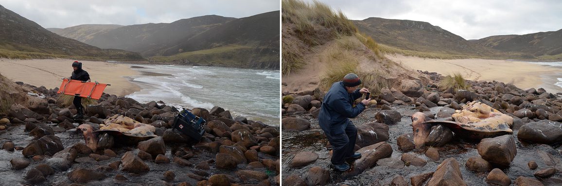 Two photos of a rocky section of beach with a stranded whale. One picture shows a person with an orange stretcher nearby, the other shows a person taking a picture of the stranded whale.
