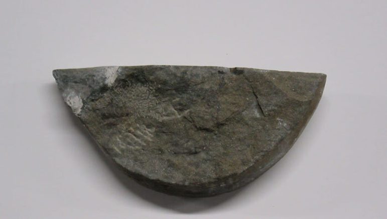 A fossilised stone in the shape of a semi-circle against a grey background