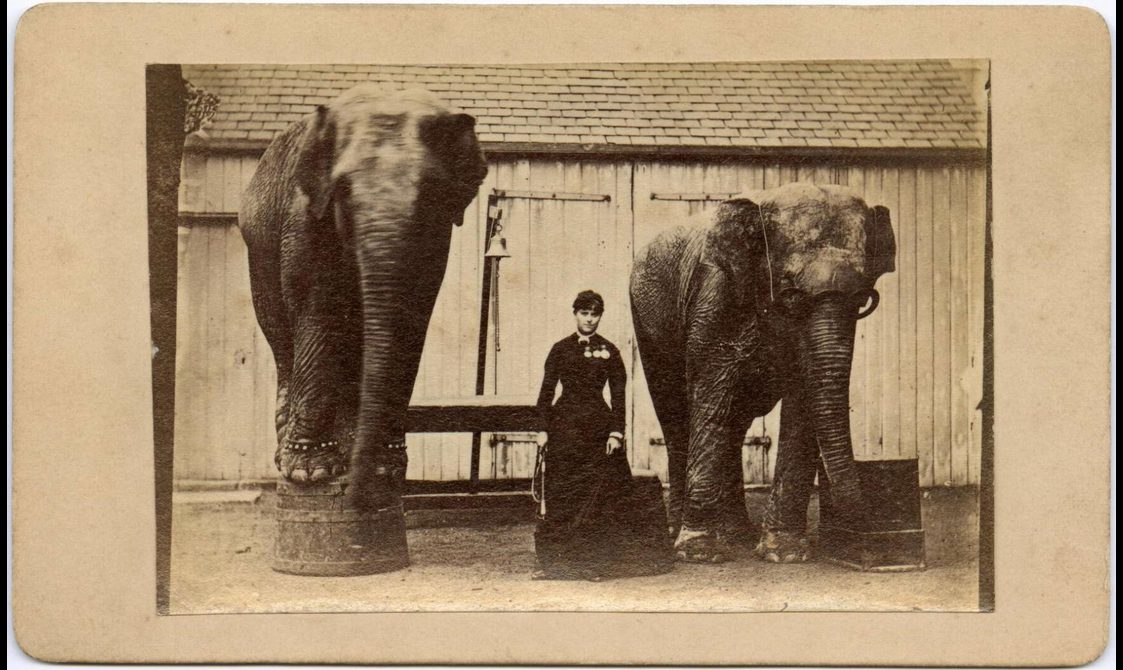 A Victorian woman in a black dress standing between two elephants.