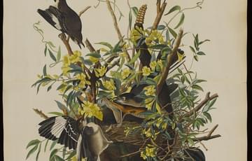 A colourful woodcut plate of brown mockingbirds in their nest. They are being attacked by a snake.