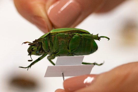 Fingers hold a pin which sits through a green beetle.