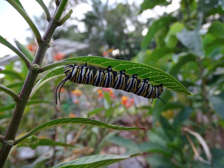 A caterpillar with white, black, and yellow stripes hanging upside down on a green leaf