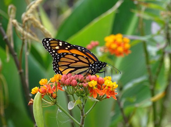 A black and orange butterfly with white spots perched on pink and yellow flowers