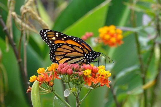 A black and orange butterfly with white spots perched on pink and yellow flowers