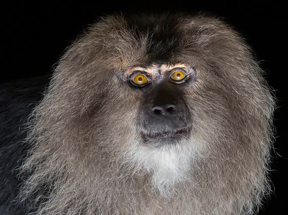Monkey with yellow eyes and a grey mane.