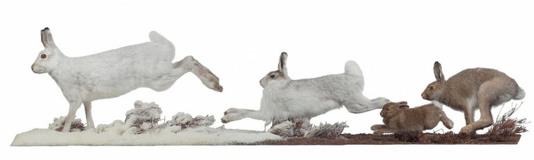 Four hares, two white and two brown, hopping in a line