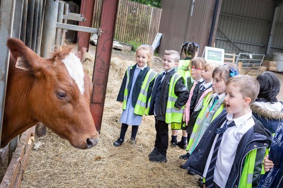 A group of school children in high-visibility vests stand in a farm yard looking at a cow's head that is poking through a fence.