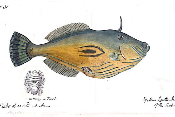 Illustration of a yellow and blue fish.