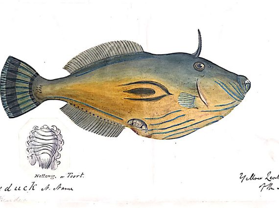 Illustration of a yellow and blue fish.