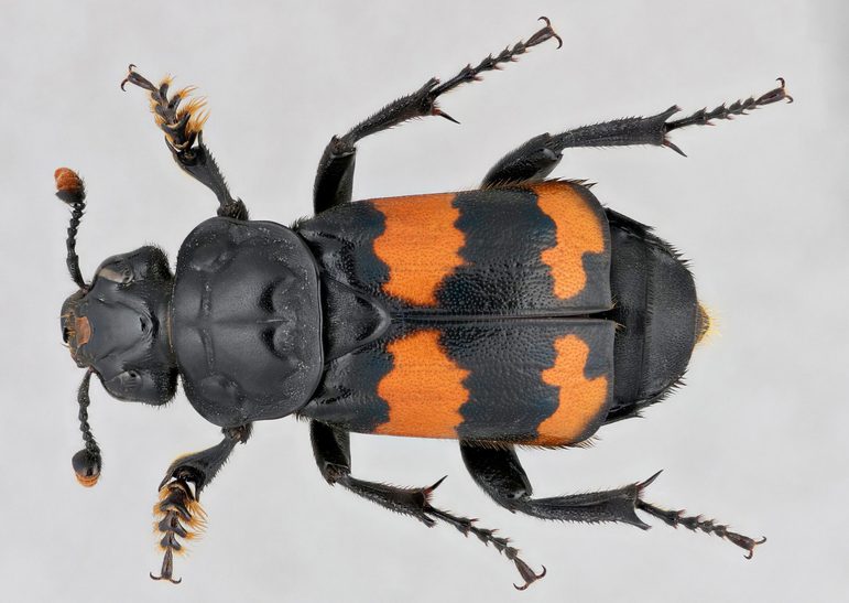 A black beetle with orange stripes across the abdomen.