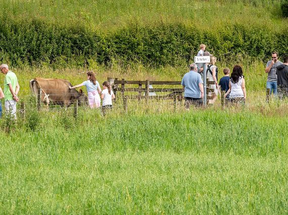 A group of people walking through the countryside. One of the visitors is petting a brown cow.