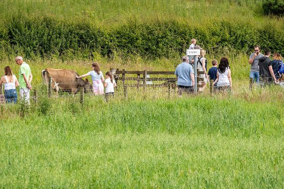 A group of people walking through the countryside. One of the visitors is petting a brown cow.