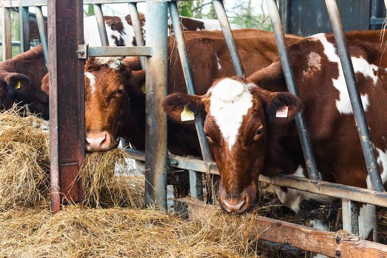 Three cows in a stall eating hay through a railing