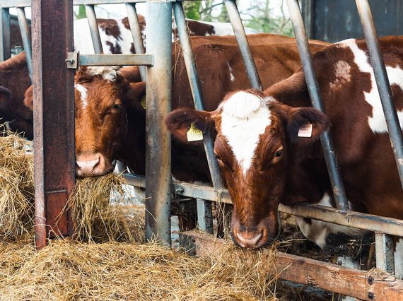 Three cows in a stall eating hay through a railing