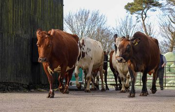 A herd of cows walking across a tarmac surface on a farm.