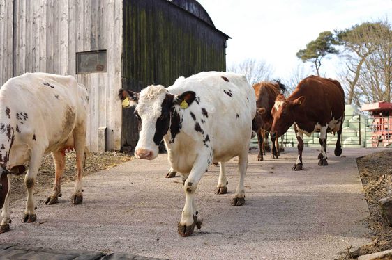 A herd of cows walking across a tarmac surface on a farm.