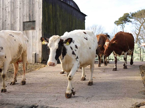 A herd of cows walking across a tarmac surface on a farm.