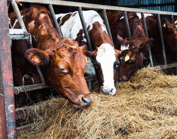 Three cows in a stall eating hay through a railing.