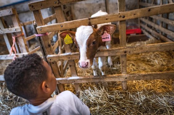 A child looks at a calf in a cowshed stall.