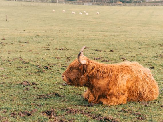 A highland cow sitting in a grassy field with a flock of sheep in the distance.