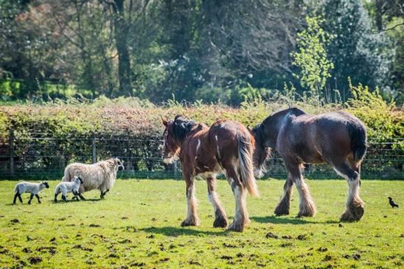 A photograph of two horses, one sheep, and two lambs in a grass field with a hedge and trees.