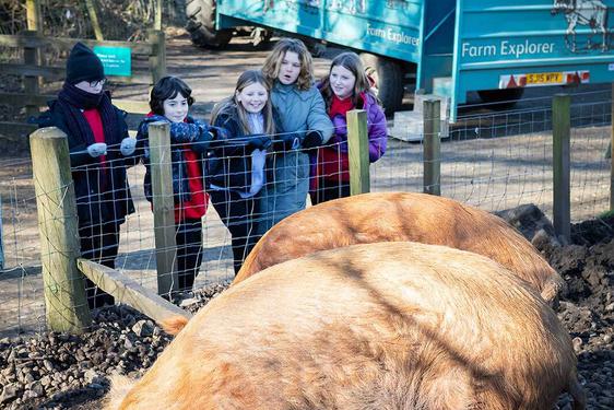 A group of five school children standing behind the fence of a sty, looking at two Tamworth pigs.