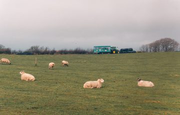 A flock of sheep laying in a field with a green tractor in the distance.