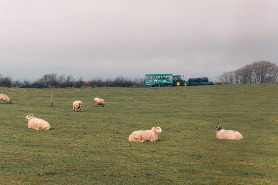 A flock of sheep laying in a field with a green tractor in the distance.