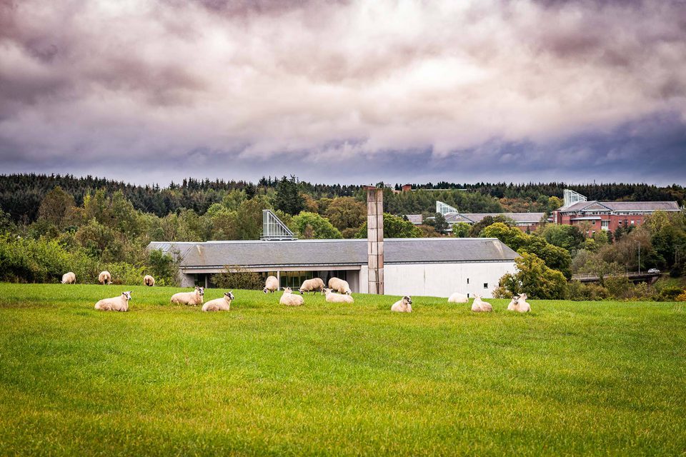 A flock of sheep sitting in a field, with the National Museum of Rural Life in the background.