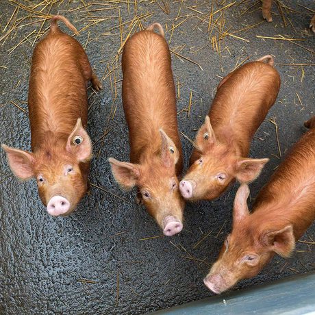 Looking down on four Tamworth piglets in a pig sty.