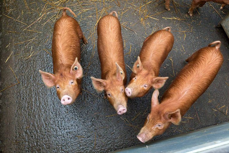 Looking down on four Tamworth piglets in a pig sty.